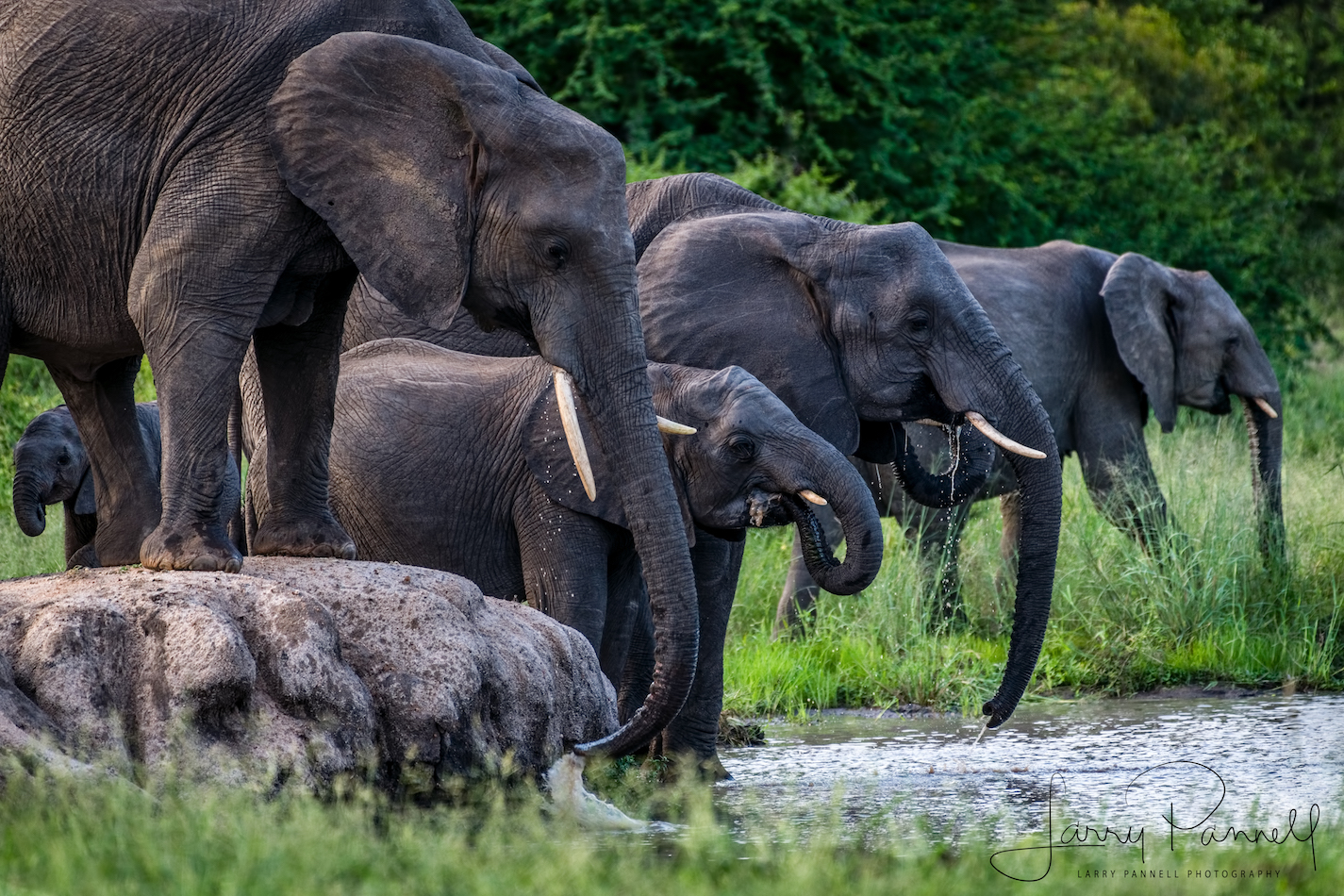 elephant water hole 1_190