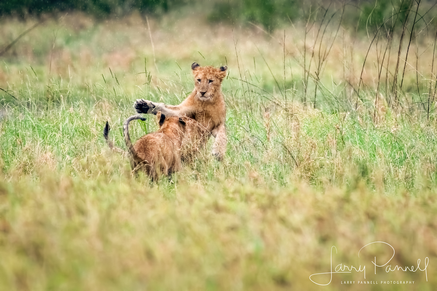 lion cubs1_190