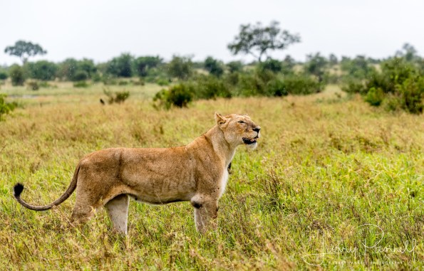 lioness calling1_190