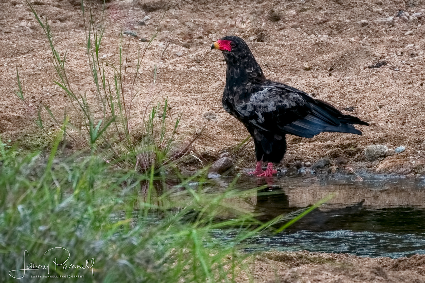 bateleur eagle1 copy