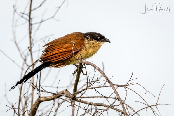 burchell's coucal1 copy
