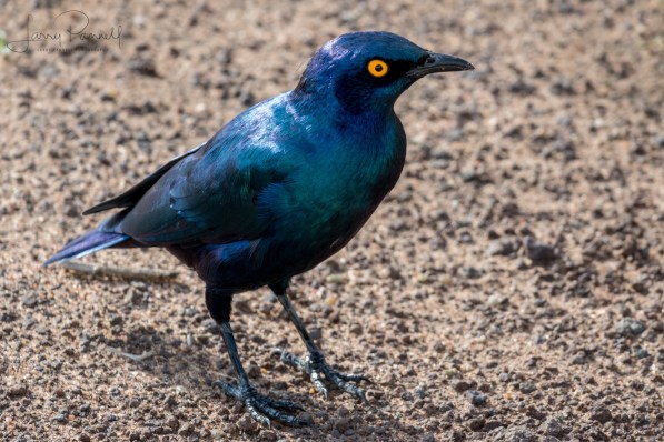 burchell's starling copy