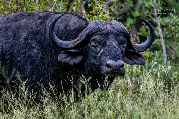 cape buffalo1a