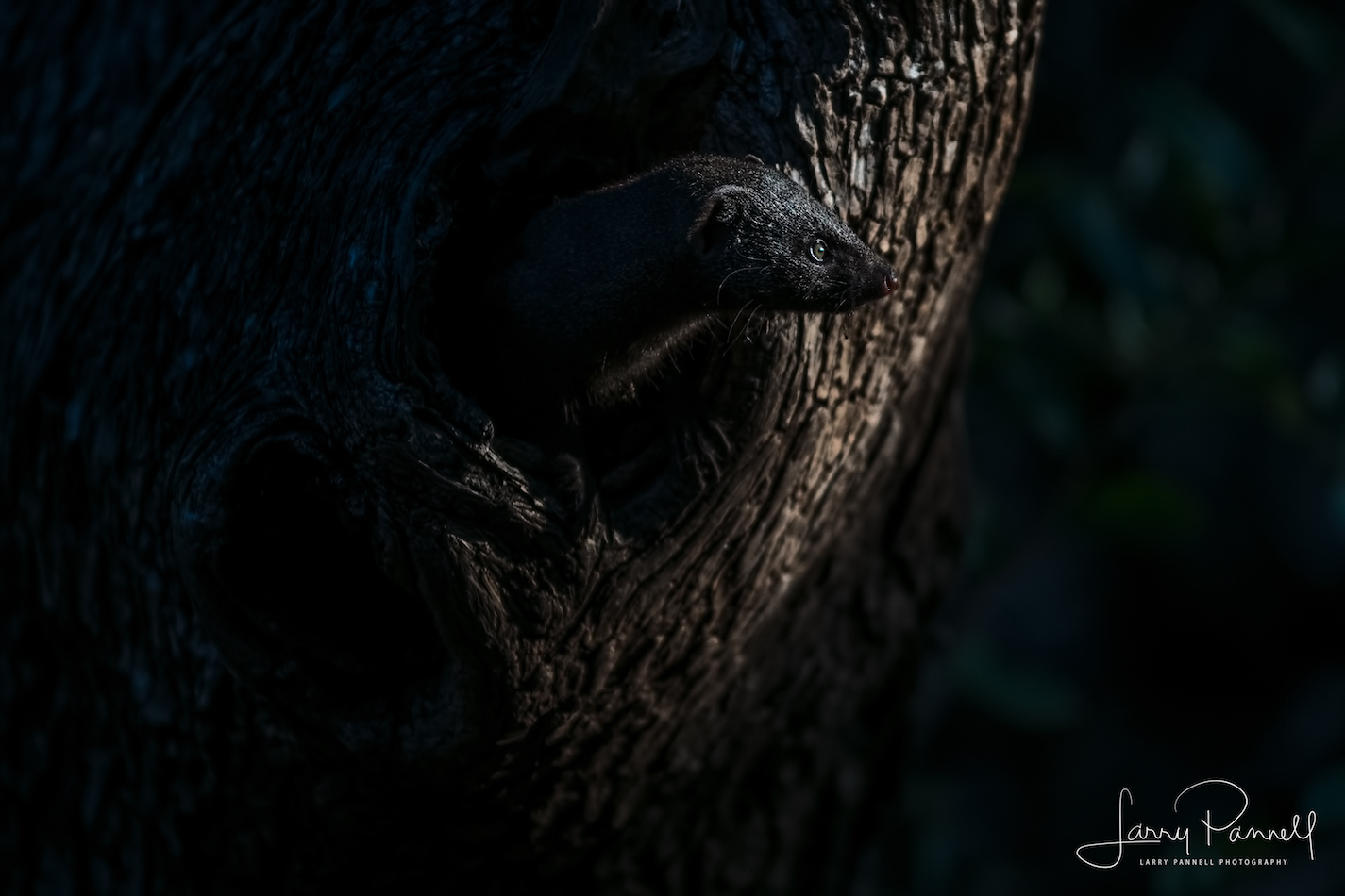 dwarf mongoose tree1