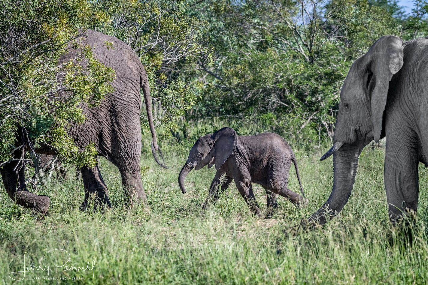 elephant baby_kruger1 copy