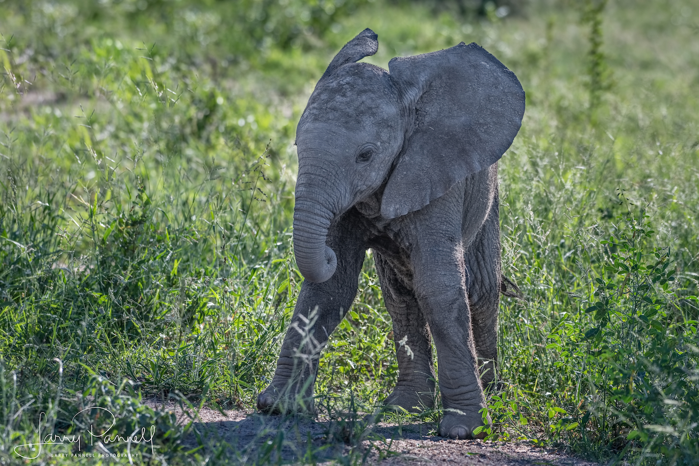 elephant baby_kruger3 copy