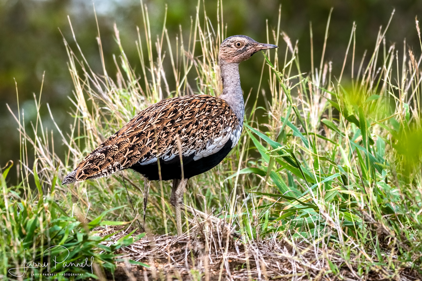 guineafowl_kruger1 copy