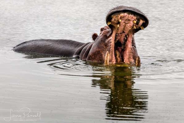 hippo1