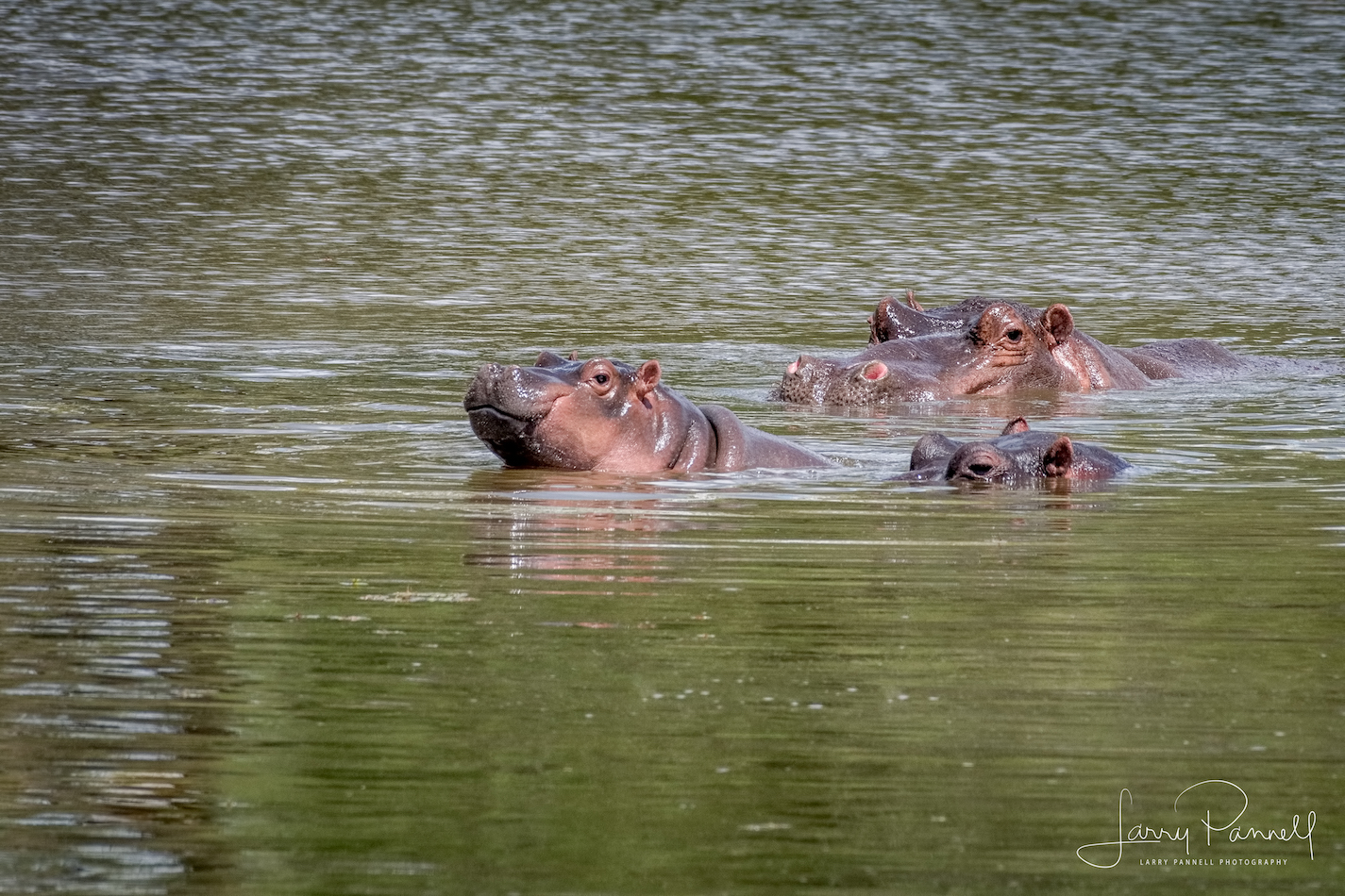 hippo_kruger1 copy