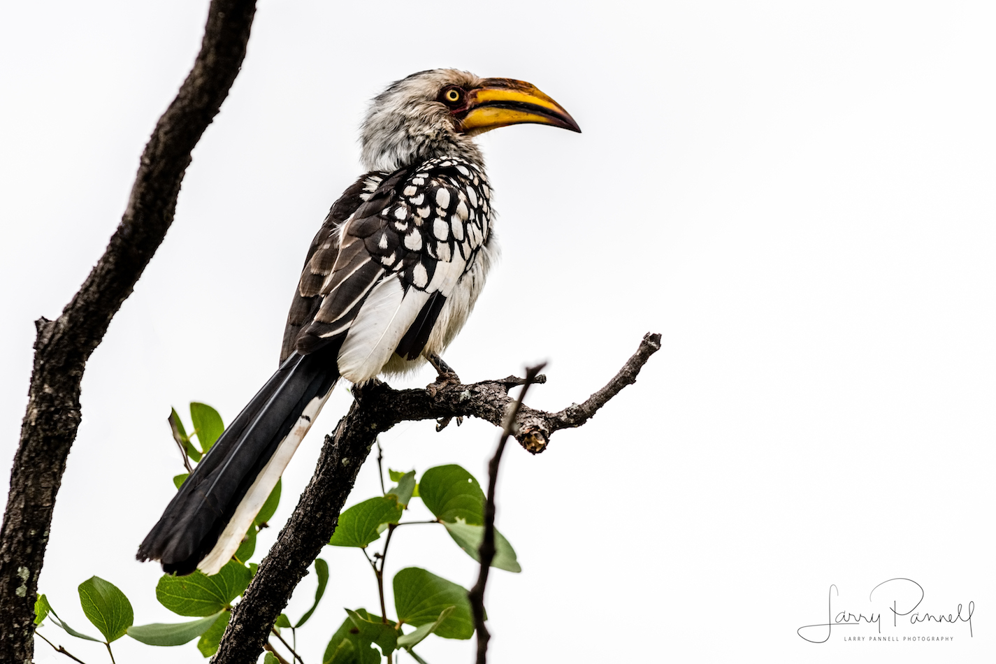 hornbill_kruger1 copy