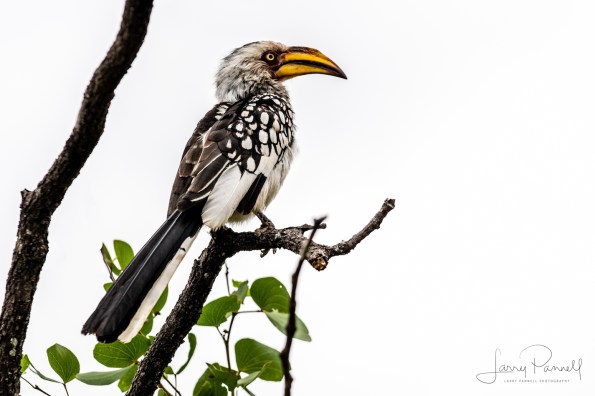 hornbill_kruger1 copy