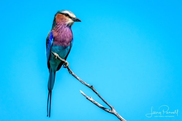 lilac breasted roller_kruger1 copy