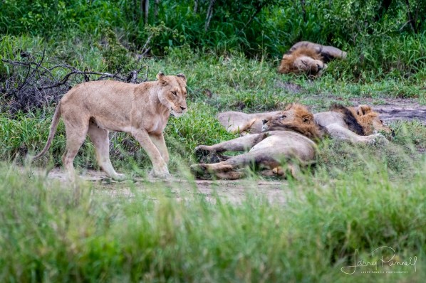 lion_limp_kruger1 copy