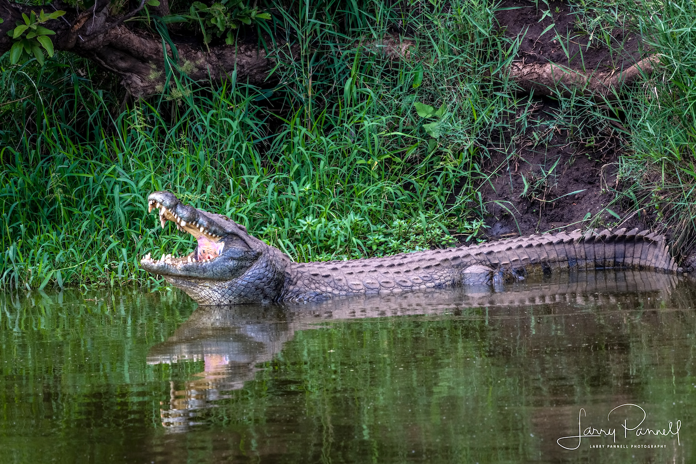 nile crocodile_kruger1 copy