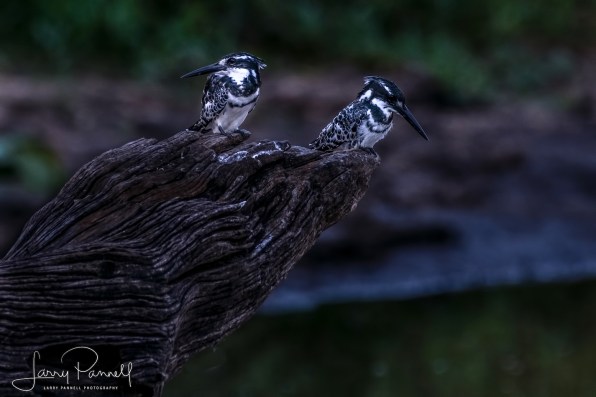 pied kingfisher_kruger1 copy