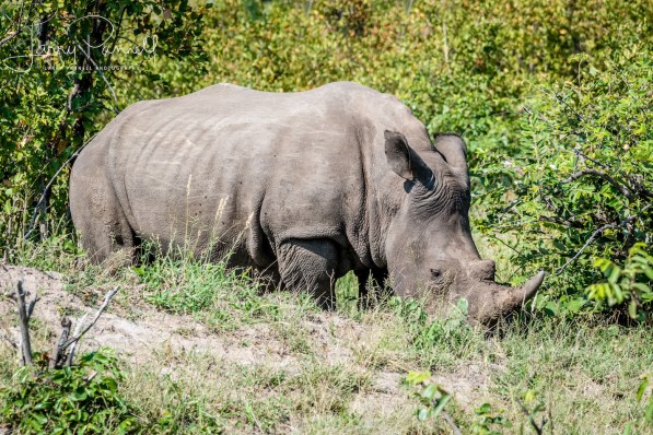 rhino_kruger1 copy