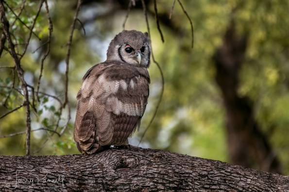 verreaux eagle owl_kruger1 copy
