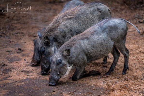 warthog babies1