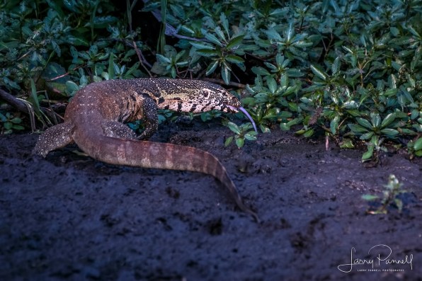 water monitor_kruger1 copy