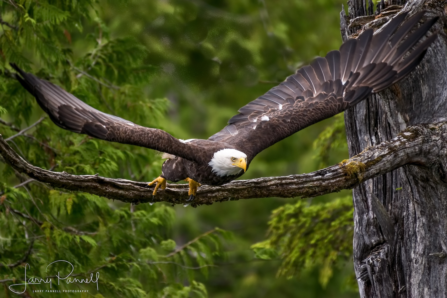 aleutian ballad_eagle1_190