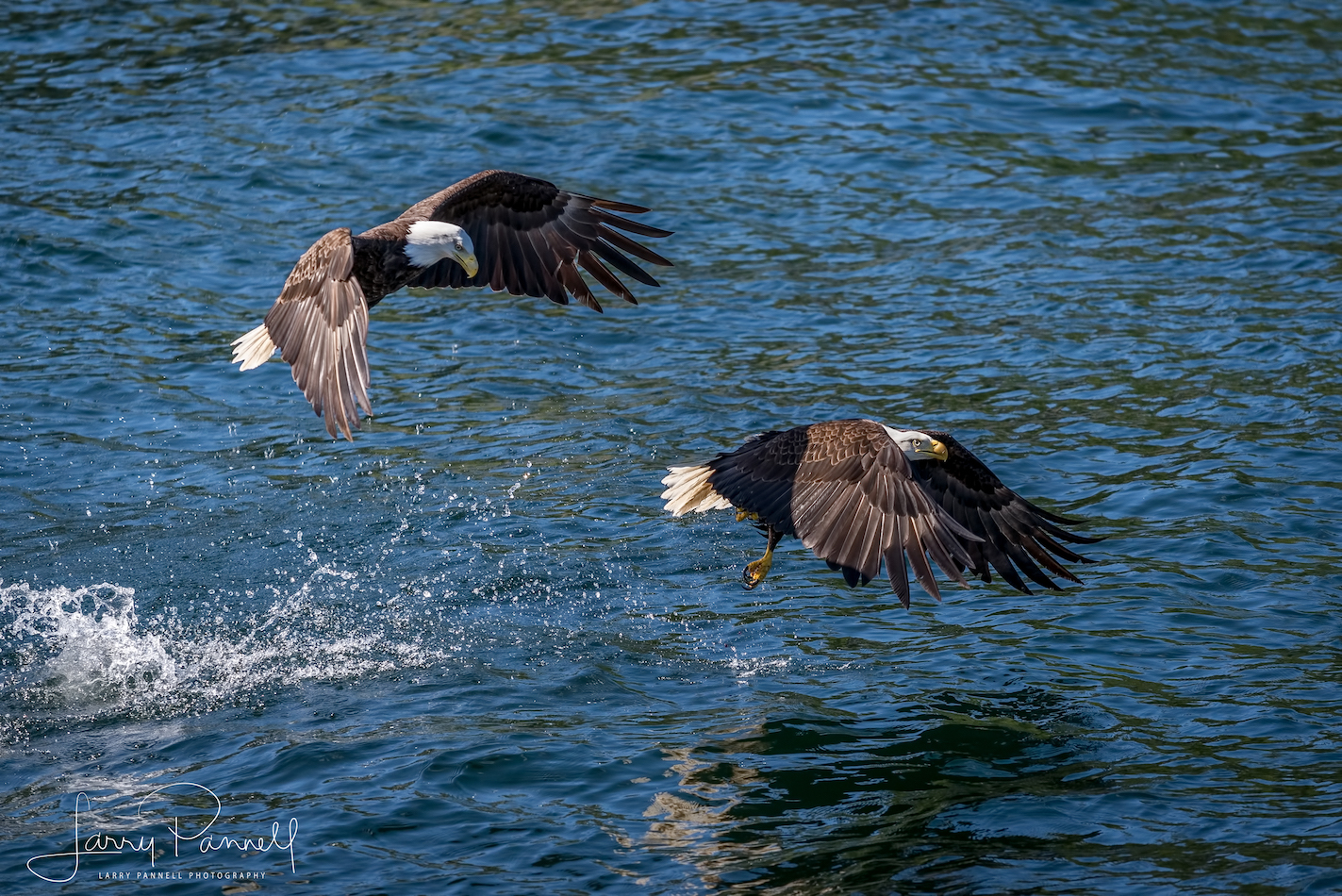 aleutian ballad_eagles fishing1_190