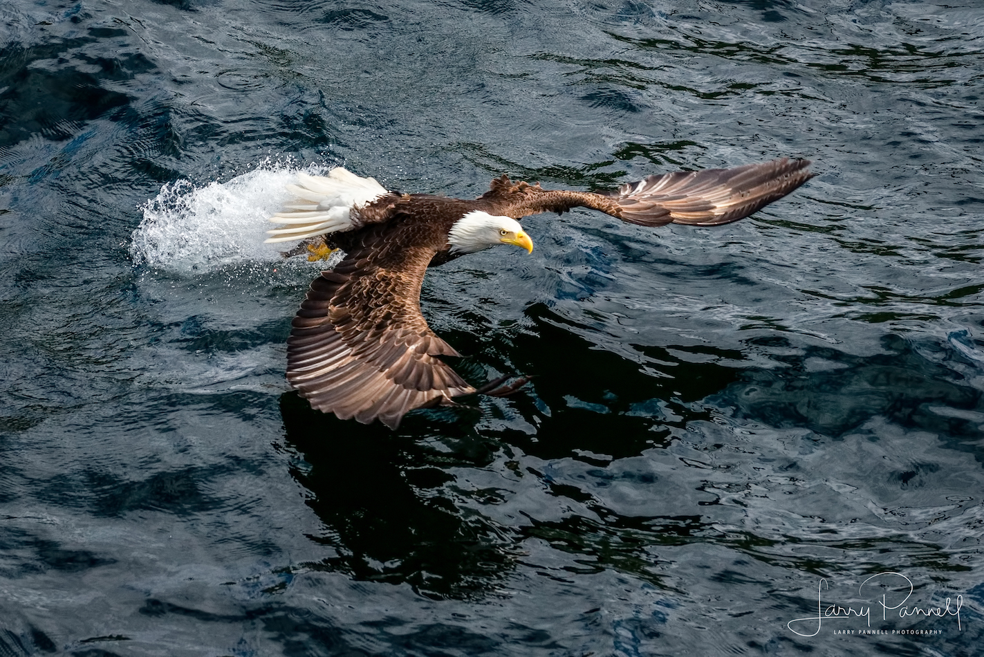 aleutian ballad_eagles fishing3_190