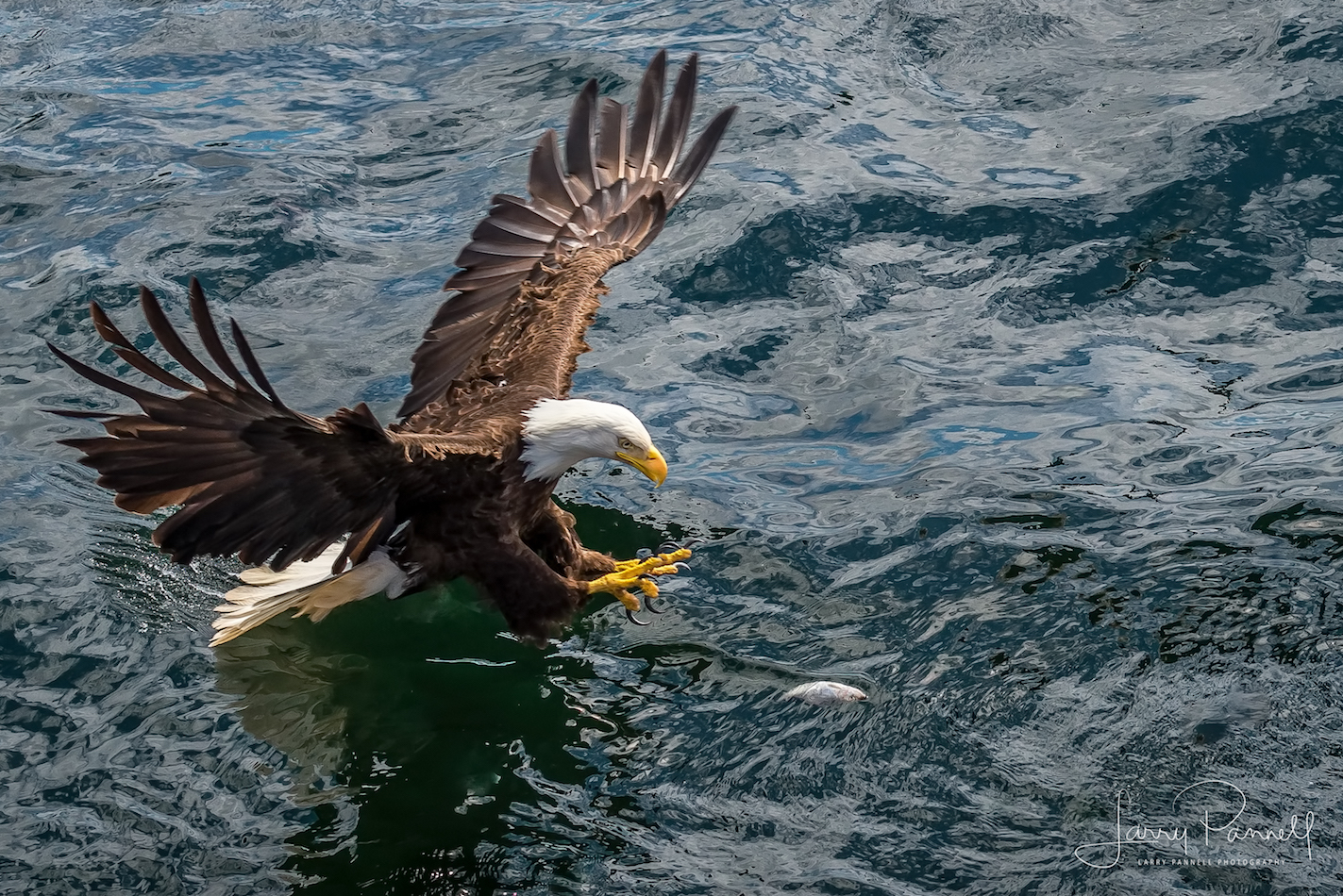 aleutian ballad_eagles fishing4_190