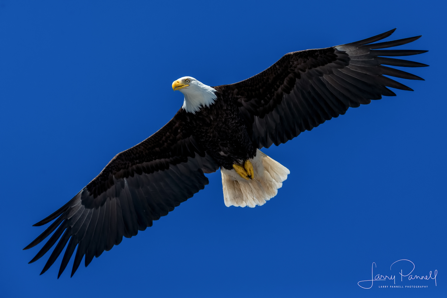 aleutian ballad_eagles soaring1 copy