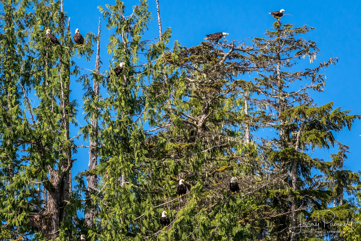 aleutian ballad_multiple eagles1_190