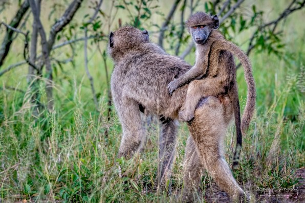 baboon baby_kruger1 copy