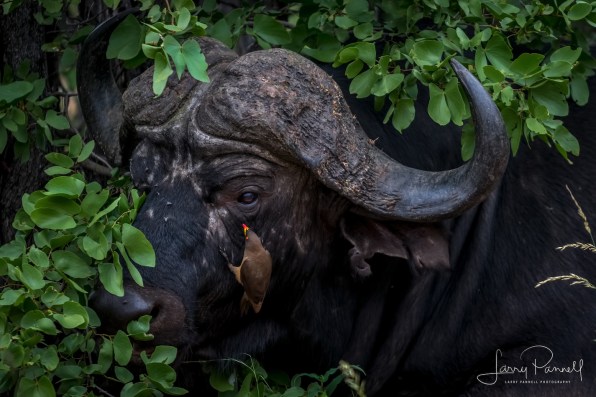 cape buffalo_oxpecker_kruger1 copy