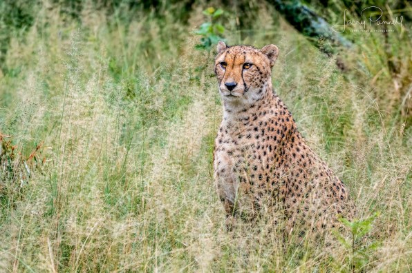 cheetah_dewildt1