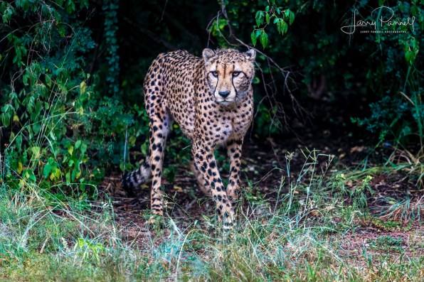 cheetah_dewildt2 copy