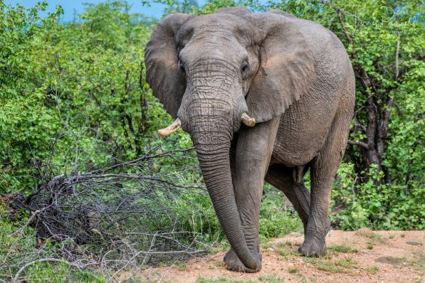 elephant_ingwelala1 copy