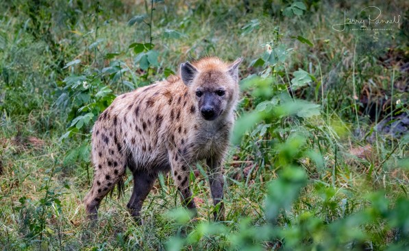 hyena_dewildt1