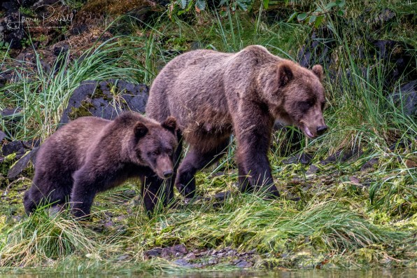 kodiak family2_190