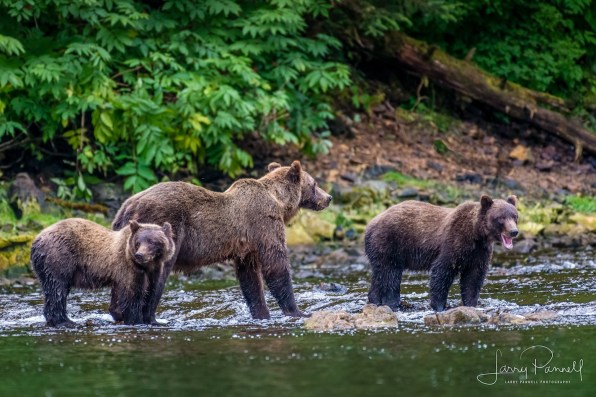 kodiak family4_190