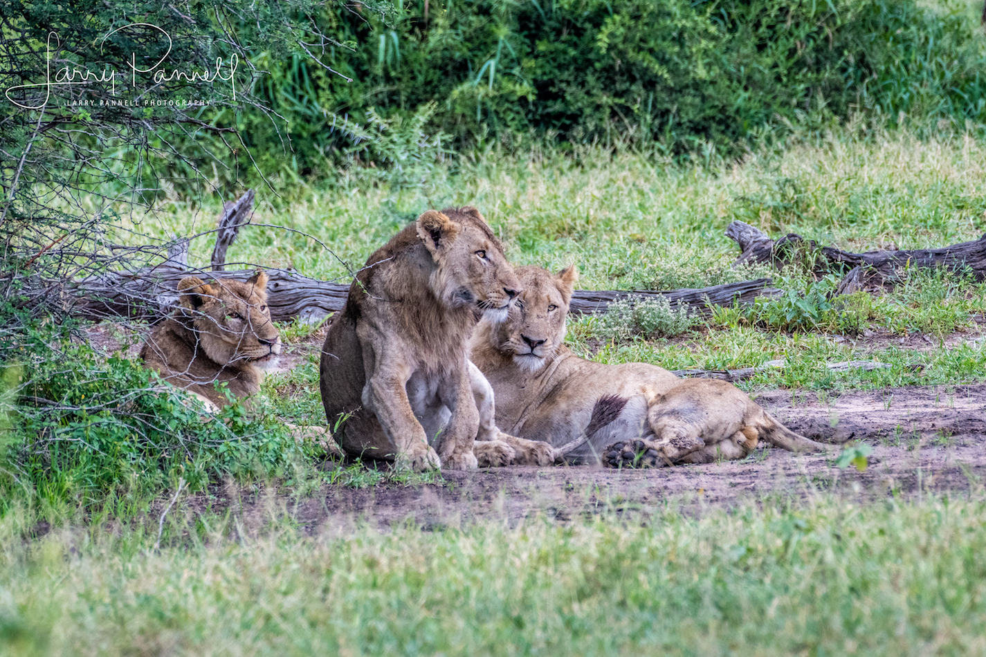 lion pride_female_kruger1 copy