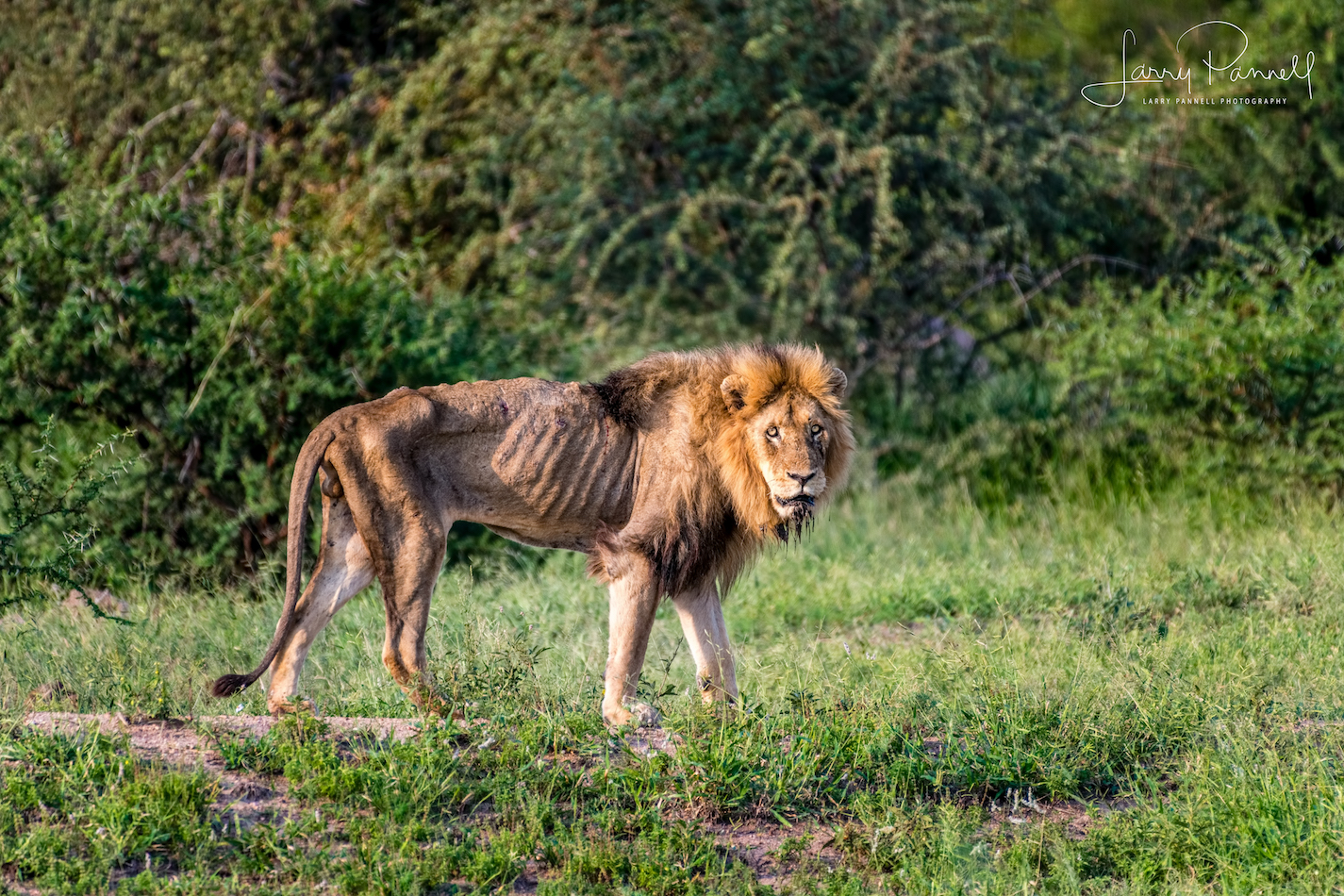 skybed scar_kruger4 copy