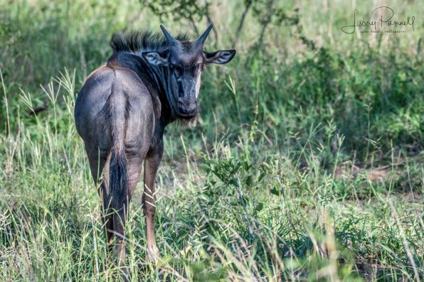 wildebeest_kruger2 copy