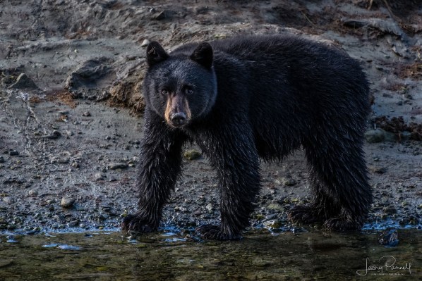 Ketchikan_blk bear cub_9671 copy
