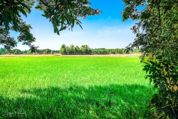 D85_0408_rice paddy