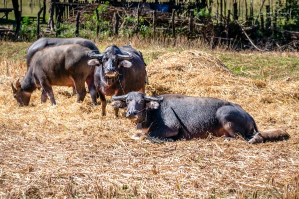 D85_0844_water buffalo