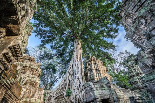dcs 1433 ta prohm tree copy