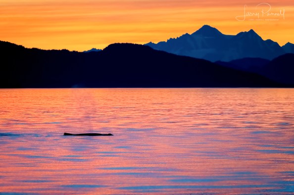 D85_0160 icy strait whale
