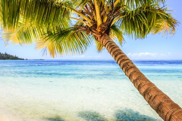 DSC 0007 moorea palm