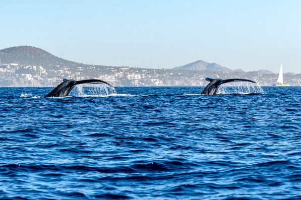 DSC_031 cabo whales