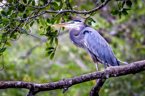 DSC_5956 torcoles gb heron