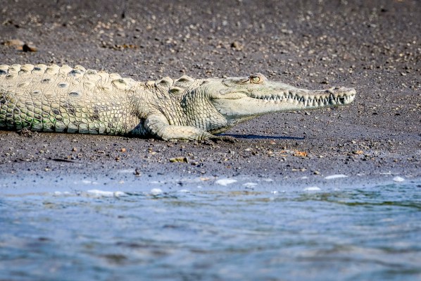 DSC_6598 torcoles croc