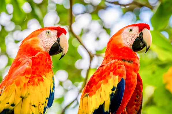 DSC_6636 macaws
